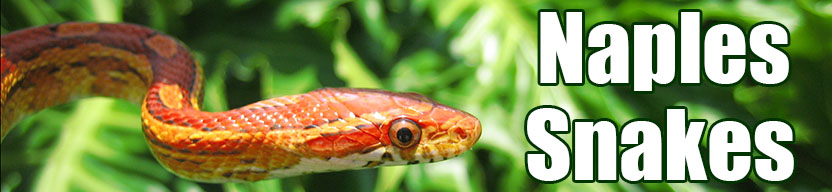 Naples snake